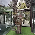 Olajauregi 3* דורנגו